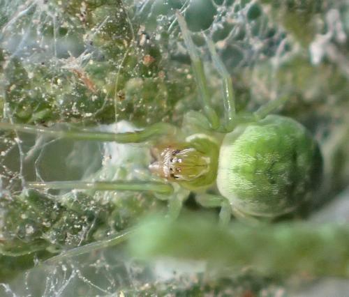 Nigma walckenaeri
